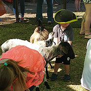 Feeding some greedy goats